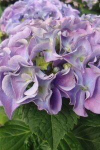 Hydrangea m. 'Bodensee' BLAUW 25-30 cm cont. 3,0L - afbeelding 6