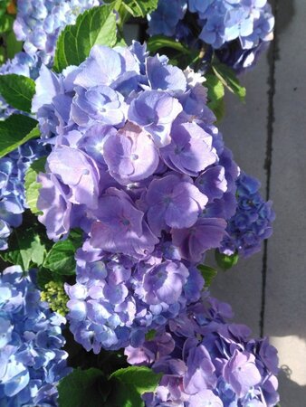 Hydrangea m. 'Bodensee' BLAUW 25-30 cm cont. 3,0L - afbeelding 7
