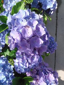 Hydrangea m. 'Bodensee' BLAUW 25-30 cm cont. 3,0L - afbeelding 7