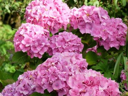 Hydrangea m. 'Hamburg' ROZE/ROOD/BLAUW 25-30 cm cont. 3,0L - afbeelding 1