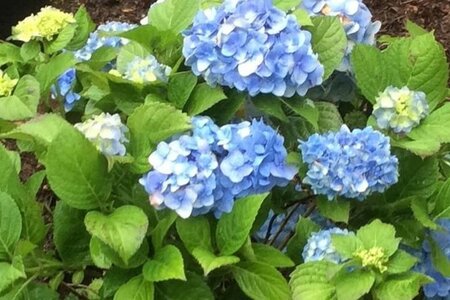 Hydrangea m. 'Nikko Blue' BLAUW 25-30 cm cont. 3,0L - afbeelding 2