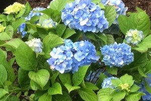 Hydrangea m. 'Nikko Blue' BLAUW 25-30 cm cont. 3,0L - afbeelding 2