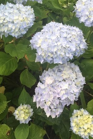 Hydrangea m. 'Nikko Blue' BLAUW 25-30 cm cont. 3,0L - afbeelding 3