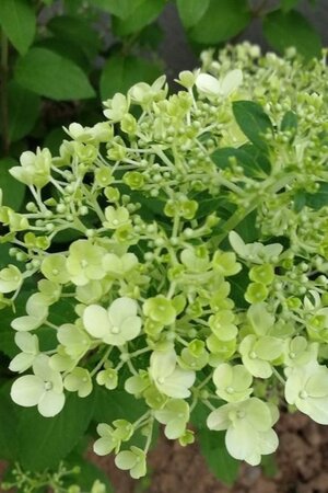 Hydrangea pan. Bobo 30-40 cm cont. 3,0L - afbeelding 3