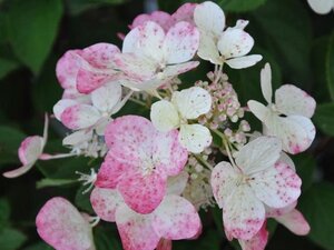 Hydrangea pan. Diamond Rouge 50-60 cm cont. 10L