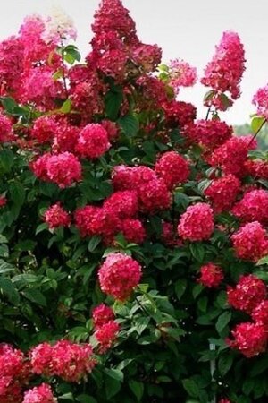 Hydrangea pan. Diamond Rouge 50-60 cm cont. 10L - afbeelding 2