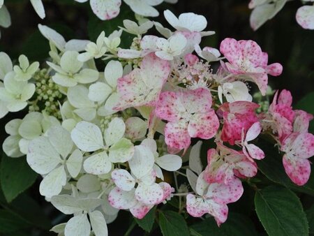 Hydrangea pan. Diamond Rouge 50-60 cm cont. 10L - afbeelding 3