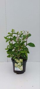 Hydrangea pan. 'Limelight' 30-40 cm cont. 3,0L
