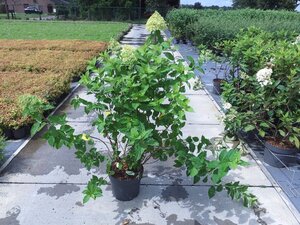 Hydrangea pan. 'Limelight' 60-80 cm cont. 10L
