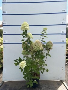 Hydrangea pan. 'Limelight' 60-80 cm cont. 7,5L - afbeelding 4