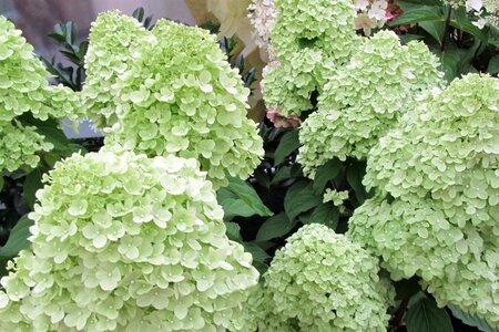 Hydrangea pan. 'Limelight' 60-80 cm cont. 7,5L - afbeelding 2