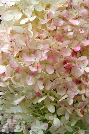 Hydrangea pan. 'Limelight' 60-80 cm cont. 7,5L - afbeelding 3