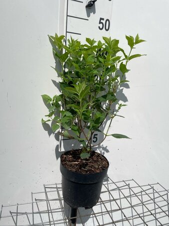 Hydrangea pan. 'Limelight' geen maat specificatie cont. 3,0L - afbeelding 5