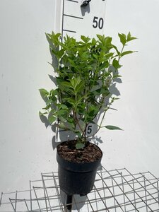 Hydrangea pan. 'Limelight' geen maat specificatie cont. 3,0L - afbeelding 5