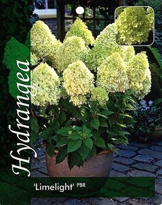 Hydrangea pan. 'Limelight' geen maat specificatie cont. 3,0L