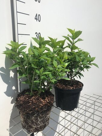 Hydrangea pan. 'Limelight' geen maat specificatie cont. 3,0L - afbeelding 4