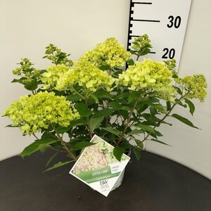 Hydrangea pan. Little Lime 25-30 cm cont. 3,0L
