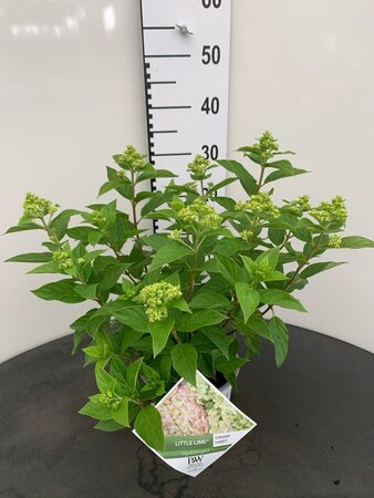 Hydrangea pan. Little Lime 25-30 cm cont. 3,0L - afbeelding 1