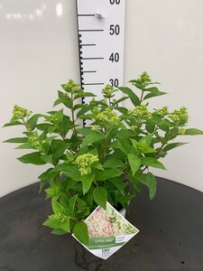 Hydrangea pan. Little Lime 25-30 cm cont. 3,0L - afbeelding 1