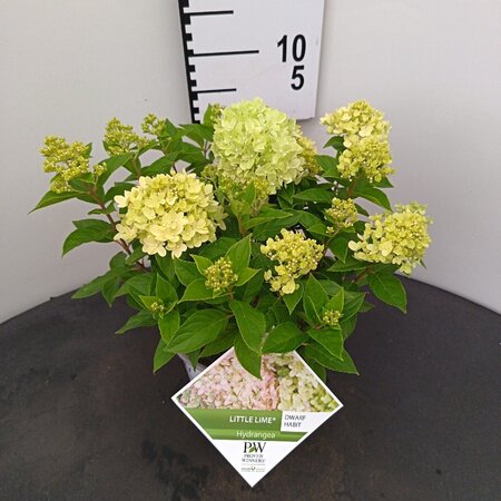 Hydrangea pan. Little Lime 25-30 cm cont. 3,0L - afbeelding 1