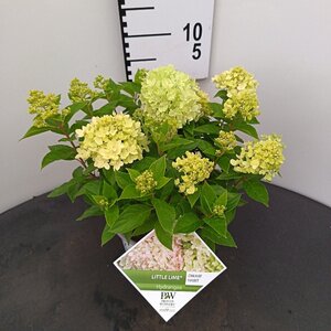 Hydrangea pan. Little Lime 25-30 cm cont. 3,0L