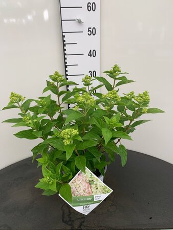 Hydrangea pan. Little Lime 25-30 cm cont. 3,0L - afbeelding 2