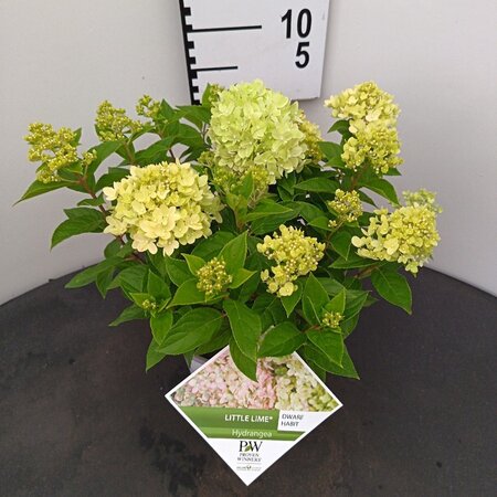 Hydrangea pan. Little Lime 25-30 cm cont. 3,0L - afbeelding 2
