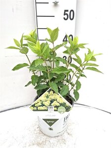 Hydrangea pan. Little Lime 30-40 cm cont. 3,0L