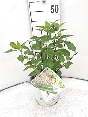 Hydrangea pan. Little Lime 30-40 cm cont. 3,0L