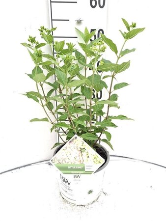 Hydrangea pan. Little Lime 30-40 cm cont. 3,0L