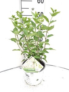 Hydrangea pan. Little Lime 30-40 cm cont. 3,0L