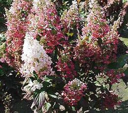 Hydrangea pan. Pinky Winky 60-80 cm cont. 7,5L - afbeelding 3