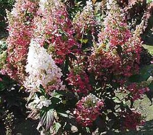 Hydrangea pan. Pinky Winky 60-80 cm cont. 7,5L - afbeelding 3