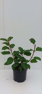Hydrangea pan. 'Silver Dollar' 30-40 cm cont. 3,0L - afbeelding 2