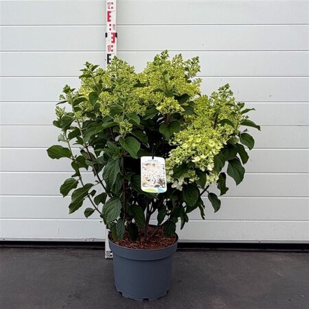 Hydrangea pan. 'Silver Dollar' 60-80 cm cont. 10L - afbeelding 1