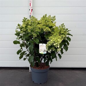 Hydrangea pan. 'Silver Dollar' 60-80 cm cont. 10L - afbeelding 1
