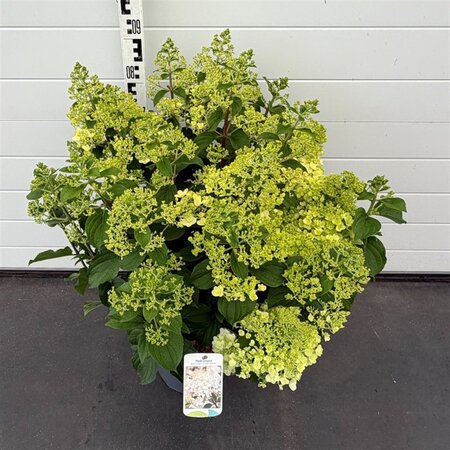Hydrangea pan. 'Silver Dollar' 60-80 cm cont. 10L - afbeelding 2
