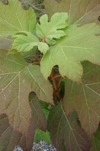 Hydrangea querc. 'Alice' 30-40 cm cont. 3,0L - afbeelding 1