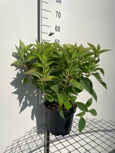 Hydrangea s. 'Bluebird' BLAUW geen maat specificatie cont. 7,5L - afbeelding 2