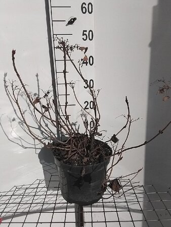 Hydrangea s. 'Bluebird' BLAUW geen maat specificatie cont. 7,5L - afbeelding 1