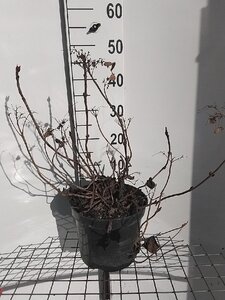 Hydrangea s. 'Bluebird' BLAUW geen maat specificatie cont. 7,5L - afbeelding 1