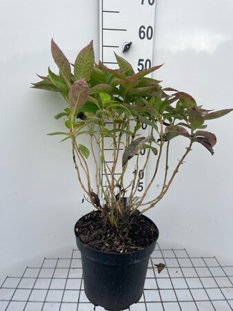 Hydrangea s. 'Bluebird' BLAUW geen maat specificatie cont. 7,5L - afbeelding 3