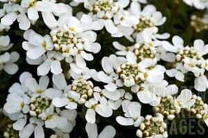 Iberis sempervirens geen maat specificatie 0,55L/P9cm - afbeelding 4