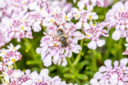 Iberis semp. 'Pink Ice' geen maat specificatie 0,55L/P9cm - afbeelding 4
