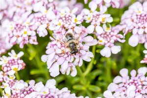 Iberis semp. 'Pink Ice' geen maat specificatie 0,55L/P9cm - afbeelding 4