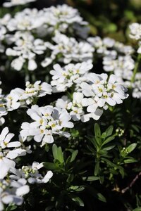 Iberis semp. 'Zwergschneeflocke' geen maat specificatie 0,55L/P9cm - afbeelding 3