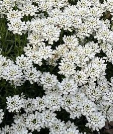 Iberis semp. 'Zwergschneeflocke' geen maat specificatie 0,55L/P9cm - afbeelding 2