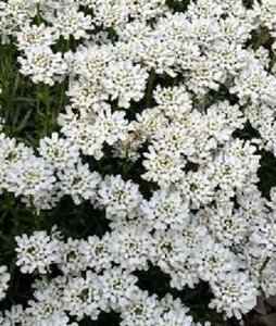 Iberis semp. 'Zwergschneeflocke' geen maat specificatie 0,55L/P9cm - afbeelding 2