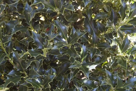 Ilex aq. 'Alaska' 80-100 cm met kluit - afbeelding 1