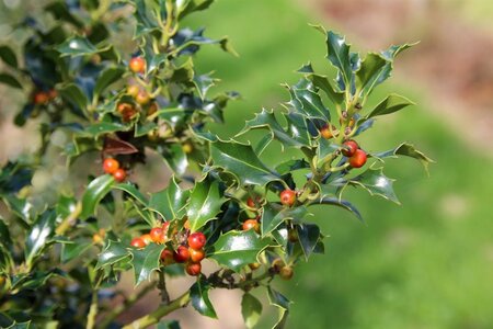Ilex aq. 'Alaska' 80-100 cm met kluit - afbeelding 2